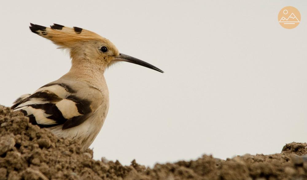 ​Birdwatching in Armenia