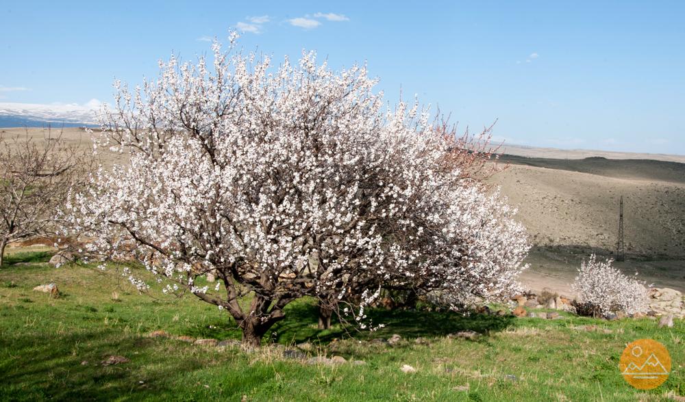 Specific Trees and Bushes of Armenia and Their Role in Daily Life