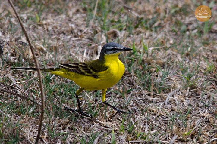 Western yellow wagtail - birdwatching tour in Armenia