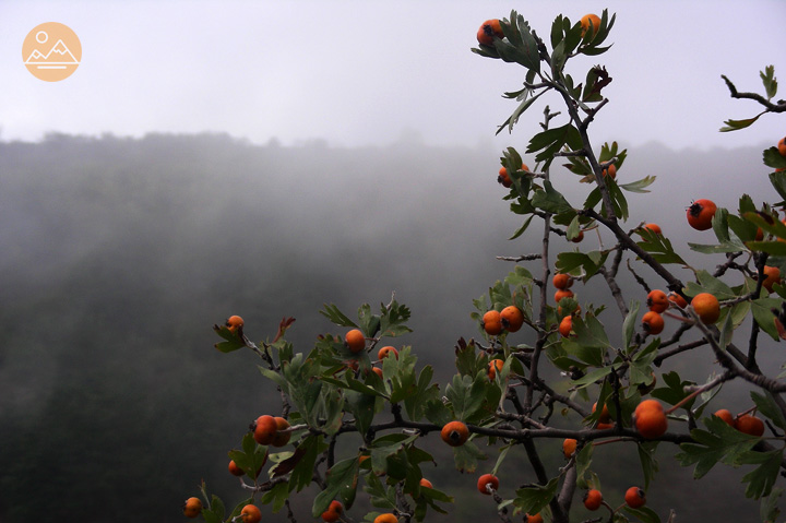 Wild hawthorn berries in the village of Old Khndzoresk, Armenia