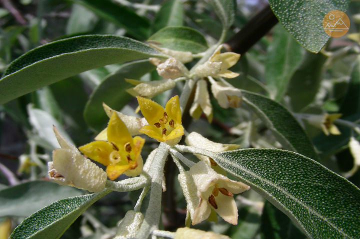 Oleaster tree in bloom (silver berry, Russian olive) in Armenia