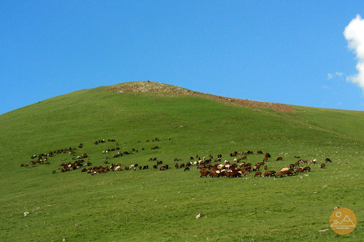 Shepherds and their cattle on Azhdahak mountain, Armenia