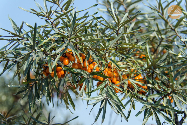 Sea buckthorn - Armenian nature