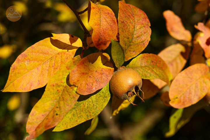 Medlar tree and fruit - nature in Armenia