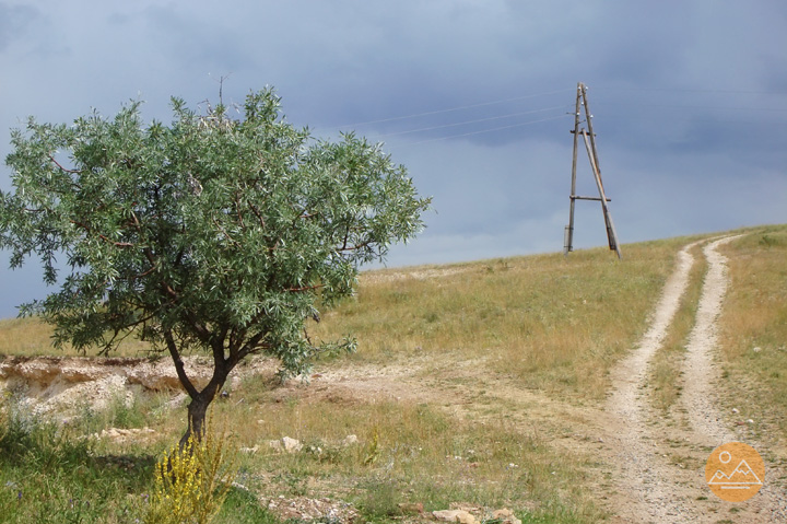 Wild pear tree in the village of Gnishik, Armenia