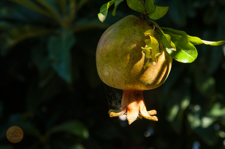 Pomegranate fruit - Armenian nature