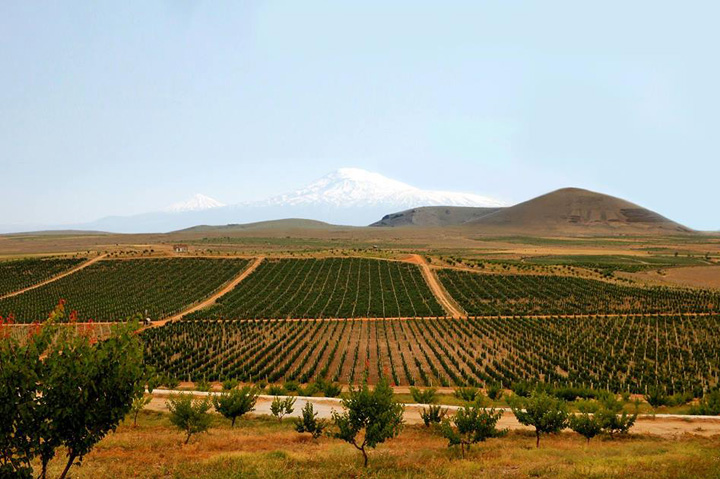 ArmAs Winery's vineyards in Armenia