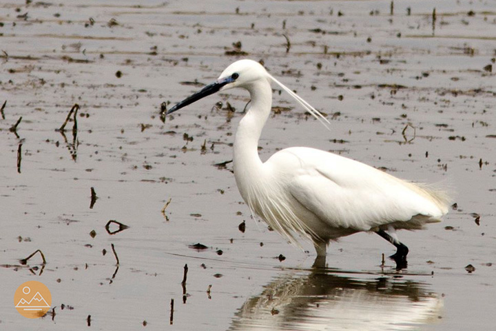 Ardea - birdwatching tour in Armenia