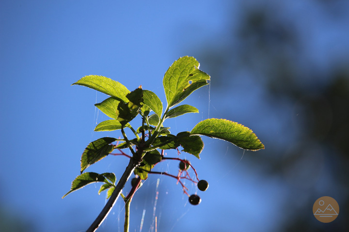 Specific trees and bushes of Armenia