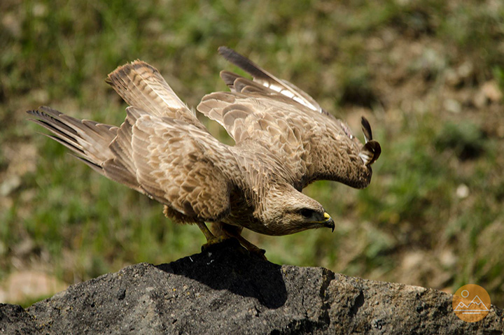 Eagle in Armenia - birdwatching tour in Armenia