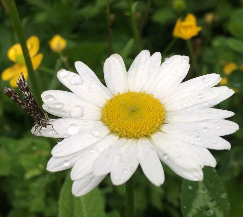 Ecokayan Dilijan Resort Hotel - Chamomile